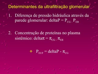 Determinantes da ultrafiltração glomerular 1. Diferença de pressão hidráulica através da parede glomerular: deltaP = P CG –  P EB 2. Concentração de proteínas no plasma sistêmico: delta   =   CG –   EB P EUF  = deltaP -   CG 