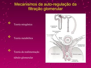 Mecanismos da auto-regulação da filtração glomerular Teoria miogênica Teoria metabólica Teoria da realimentação  túbulo-glomerular 