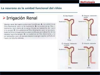 Nefrología

La neurona es la unidad funcional del riñón



  Irrigación Renal
 