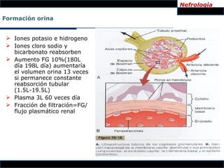 Nefrología

Formación orina


  Iones potasio e hidrogeno
  Iones cloro sodio y
   bicarbonato reabsorben
  Aumento FG 10%(180L
   día 198L día) aumentaría
   el volumen orina 13 veces
   si permanece constante
   reabsorción tubular
   (1.5L-19.5L)
  Plasma 3L 60 veces día
  Fracción de filtración=FG/
   flujo plasmático renal
 