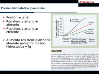 Nefrología

Presión hidrostática glomerular


  Presión arterial
  Resistencia arteriolar
   aferente
  Resistencia arteriolar
   eferente

  Aumento resistencia arteriola
   aferente aumenta presión
   hidrostática y fg
 