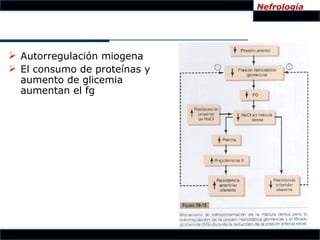 Nefrología




 Autorregulación miogena
 El consumo de proteínas y
  aumento de glicemia
  aumentan el fg
 
