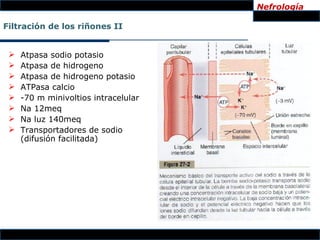 Nefrología

Filtración de los riñones II


    Atpasa sodio potasio
    Atpasa de hidrogeno
    Atpasa de hidrogeno potasio
    ATPasa calcio
    -70 m minivoltios intracelular
    Na 12meq
    Na luz 140meq
    Transportadores de sodio
     (difusión facilitada)
 