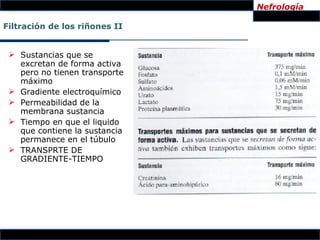 Nefrología

Filtración de los riñones II


  Sustancias que se
   excretan de forma activa
   pero no tienen transporte
   máximo
  Gradiente electroquímico
  Permeabilidad de la
   membrana sustancia
  Tiempo en que el liquido
   que contiene la sustancia
   permanece en el túbulo
  TRANSPRTE DE
   GRADIENTE-TIEMPO
 