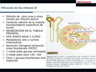 Nefrología

Filtración de los riñones II


  Difusión de cloro urea y otros
   solutos por difusión pasiva
  Conducto colector de la medula-
   transportadores específicos de
   laurea
  REABSORCION EN EL TUBULO
   PROXIMAL
  65% SODIO AGUA Y CLORO
  Metabolismo alto y numero
   mitocondrias
  Secreción hidrogeno extracción
   iones bicarbonato H2CO3
  1 mitad sodio glucosa aminoácidos
  2 mitad sodio cloro 140 -105
  Cloro 1 glucosa bicarbonato iones
   orgánicos
 