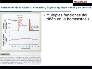 Nefrología

Formación de la Orina I: Filtración, flujo sanguíneo Renal y su control


                                  Múltiples funciones del
                                   riñón en la homeostasis
 