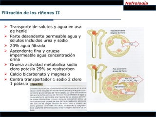 Nefrología

Filtración de los riñones II


  Transporte de solutos y agua en asa
   de henle
  Parte desendente permeable agua y
   solutos incluidos urea y sodio
  20% agua filtrada
  Ascendente fina y gruesa
   impermeable agua concentración
   orina
  Gruesa actividad metabolica sodio
   cloro potasio 25% se reabsorben
  Calcio bicarbonato y magnesio
  Contra transportador 1 sodio 2 cloro
   1 potasio
 