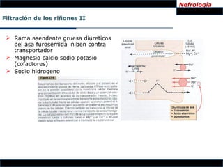 Nefrología

Filtración de los riñones II


  Rama asendente gruesa diureticos
   del asa furosemida iniben contra
   transportador
  Magnesio calcio sodio potasio
   (cofactores)
  Sodio hidrogeno
 