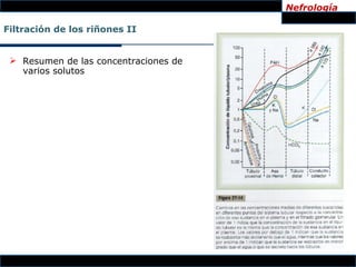 Nefrología

Filtración de los riñones II


  Resumen de las concentraciones de
   varios solutos
 