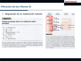 Nefrología

Filtración de los riñones II


  Regulación de la reabsorción tubular
 