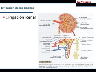 Nefrología

Irrigación de los riñones



  Irrigación Renal
 