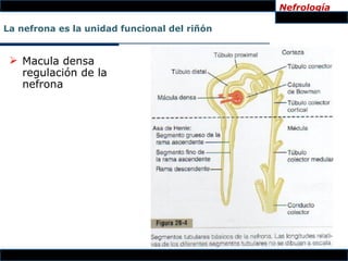 Nefrología

La nefrona es la unidad funcional del riñón


  Macula densa
   regulación de la
   nefrona
 