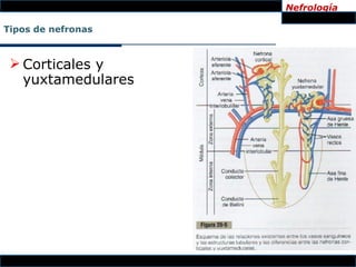 Nefrología

Tipos de nefronas



  Corticales y
   yuxtamedulares
 