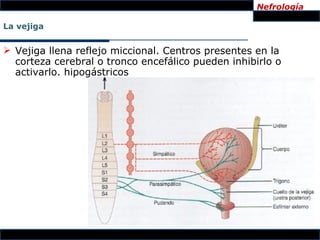 Nefrología

La vejiga


 Vejiga llena reflejo miccional. Centros presentes en la
  corteza cerebral o tronco encefálico pueden inhibirlo o
  activarlo. hipogástricos
 