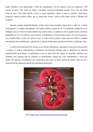 punho fechado, o que equivalente a 10cm de comprimento, 5cm de largura, 2,5cm de espessura e 150
gramas de peso. Têm forma de feijão e coloração marrom-avermelhada quando vivos. Em sua borda
côncava, está o hilo, onde entram e saem os vasos sanguíneos, nervos e saem os ureteres. Além disso,
podem-se observar alguns cálices que se unem para formar a pélvis renal (parte inicial e dilatada dos
ureteres).
Quando cortados longitudinalmente, revelam duas zonas principais observáveis a olho nu: o córtex
externamente e a medula internamente. Na região medular existem de 10 a 18 pirâmides medulares ou de
Malpighi, com os vértices fazendo saliência nos cálices renais. As saliências são as papilas renais, estruturas
perfuradas por 10 a 25 orifícios, esses orifícios correspondem ao final do duto coletor, por onde esvaziam o
seu conteúdo final, a urina, nos cálices renais. A zona cortical contém a maior parte do néfron (a unidade
funcional do rim), notadamente o glomérulo e a cápsula de Bowman, que juntos formam o corpúsculo renal.
A artéria renal entra pelo hilo, divide-se em artérias interlobares, arqueadas (o marco da fronteira entre
a medula e o córtex), interlobulares e, finalmente, em arteríolas aferentes que se ramificam em capilares
anastomosados para formar os glomérulos; estes se unem para dar origem às arteríolas eferentes, que
formarão uma segunda rede de capilares, os peritubulares, origem das veias interlobulares e assim por
diante. Os capilares peritubulares são responsáveis por nutrir as partes distais do néfron, além de ser o
destino final da reabsorção tubular do ultrafiltrado glomerular.
Fonte: http://www.infoescola.com/sistema-urinario/rim/
 