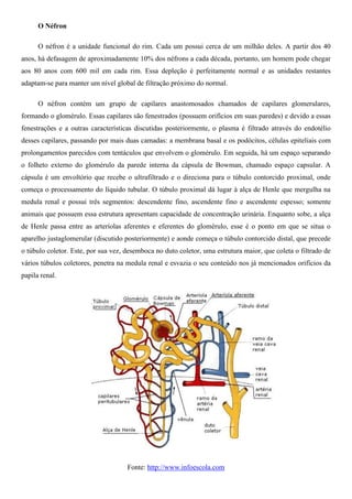 O Néfron
O néfron é a unidade funcional do rim. Cada um possui cerca de um milhão deles. A partir dos 40
anos, há defasagem de aproximadamente 10% dos néfrons a cada década, portanto, um homem pode chegar
aos 80 anos com 600 mil em cada rim. Essa depleção é perfeitamente normal e as unidades restantes
adaptam-se para manter um nível global de filtração próximo do normal.
O néfron contém um grupo de capilares anastomosados chamados de capilares glomerulares,
formando o glomérulo. Essas capilares são fenestrados (possuem orifícios em suas paredes) e devido a essas
fenestrações e a outras características discutidas posteriormente, o plasma é filtrado através do endotélio
desses capilares, passando por mais duas camadas: a membrana basal e os podócitos, células epiteliais com
prolongamentos parecidos com tentáculos que envolvem o glomérulo. Em seguida, há um espaço separando
o folheto externo do glomérulo da parede interna da cápsula de Bowman, chamado espaço capsular. A
cápsula é um envoltório que recebe o ultrafiltrado e o direciona para o túbulo contorcido proximal, onde
começa o processamento do líquido tubular. O túbulo proximal dá lugar à alça de Henle que mergulha na
medula renal e possui três segmentos: descendente fino, ascendente fino e ascendente espesso; somente
animais que possuem essa estrutura apresentam capacidade de concentração urinária. Enquanto sobe, a alça
de Henle passa entre as arteríolas aferentes e eferentes do glomérulo, esse é o ponto em que se situa o
aparelho justaglomerular (discutido posteriormente) e aonde começa o túbulo contorcido distal, que precede
o túbulo coletor. Este, por sua vez, desemboca no duto coletor, uma estrutura maior, que coleta o filtrado de
vários túbulos coletores, penetra na medula renal e esvazia o seu conteúdo nos já mencionados orifícios da
papila renal.
Fonte: http://www.infoescola.com
 
