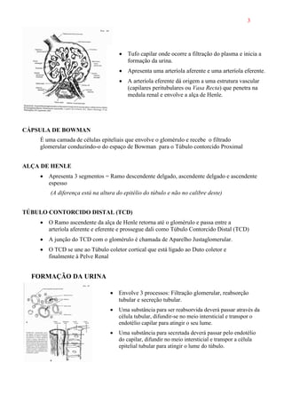 3
• Tufo capilar onde ocorre a filtração do plasma e inicia a
formação da urina.
• Apresenta uma arteríola aferente e uma arteríola eferente.
• A arteríola eferente dá origem a uma estrutura vascular
(capilares peritubulares ou Vasa Recta) que penetra na
medula renal e envolve a alça de Henle.
CÁPSULA DE BOWMAN
É uma camada de células epiteliais que envolve o glomérulo e recebe o filtrado
glomerular conduzindo-o do espaço de Bowman para o Túbulo contorcido Proximal
ALÇA DE HENLE
• Apresenta 3 segmentos = Ramo descendente delgado, ascendente delgado e ascendente
espesso
(A diferença está na altura do epitélio do túbulo e não no calibre deste)
TÚBULO CONTORCIDO DISTAL (TCD)
• O Ramo ascendente da alça de Henle retorna até o glomérulo e passa entre a
arteríola aferente e eferente e prossegue dali como Túbulo Contorcido Distal (TCD)
• A junção do TCD com o glomérulo é chamada de Aparelho Justaglomerular.
• O TCD se une ao Túbulo coletor cortical que está ligado ao Duto coletor e
finalmente à Pelve Renal
FORMAÇÃO DA URINA
• Envolve 3 processos: Filtração glomerular, reabsorção
tubular e secreção tubular.
• Uma substância para ser reabsorvida deverá passar através da
célula tubular, difundir-se no meio intersticial e transpor o
endotélio capilar para atingir o seu lume.
• Uma substância para secretada deverá passar pelo endotélio
do capilar, difundir no meio intersticial e transpor a célula
epitelial tubular para atingir o lume do túbulo.
 