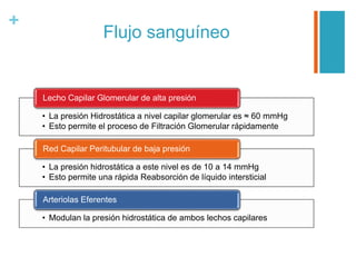 +
Flujo sanguíneo
• La presión Hidrostática a nivel capilar glomerular es ≈ 60 mmHg
• Esto permite el proceso de Filtración Glomerular rápidamente
Lecho Capilar Glomerular de alta presión
• La presión hidrostática a este nivel es de 10 a 14 mmHg
• Esto permite una rápida Reabsorción de líquido intersticial
Red Capilar Peritubular de baja presión
• Modulan la presión hidrostática de ambos lechos capilares
Arteriolas Eferentes
 