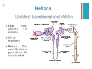 +
Nefrona
 Cada riñón
contiene 1.2
millones
 NO se
regeneran
 Reduce 10%
cada 10 años a
partir de los 40
años de edad
 