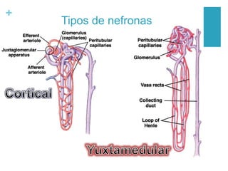 +
Tipos de nefronas
 