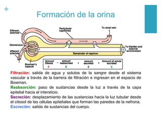 +
Formación de la orina
Filtración: salida de agua y solutos de la sangre desde el sistema
vascular a través de la barrera de filtración e ingresan en el espacio de
Bowman.
Reabsorción: paso de sustancias desde la luz a través de la capa
epitelial hacia el intersticio.
Secreción: desplazamiento de las sustancias hacia la luz tubular desde
el citosol de las células epiteliales que forman las paredes de la nefrona.
Excreción: salida de sustancias del cuerpo.
 