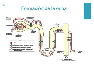 +
Formación de la orina
 