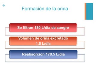 +
Formación de la orina
Se filtran 180 L/día de sangre
Volumen de orina excretado
1.5 L/día
Reabsorción 178.5 L/día
 