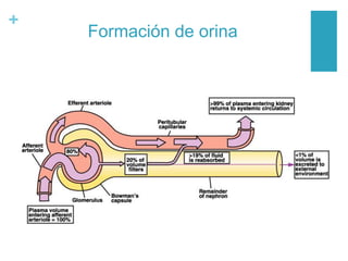 +
Formación de orina
 