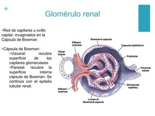 +
Glomérulo renal
Red de capilares u ovillo
capilar, invaginados en la
Cápsula de Bowman
Cápsula de Bowman:
Visceral: recubre
superficie de los
capilares glomerulares
Parietal: recubre la
superficie interna
cápsula de Bowman. Se
continúa con el epitelio
tubular renal.
 