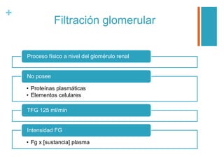+
Filtración glomerular
Proceso físico a nivel del glomérulo renal
• Proteínas plasmáticas
• Elementos celulares
No posee
TFG 125 ml/min
• Fg x [sustancia] plasma
Intensidad FG
 