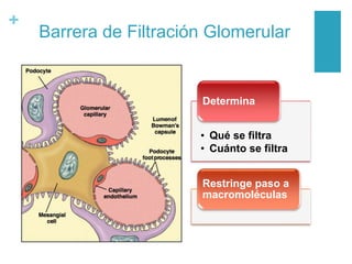 +
Barrera de Filtración Glomerular
• Qué se filtra
• Cuánto se filtra
Determina
Restringe paso a
macromoléculas
 