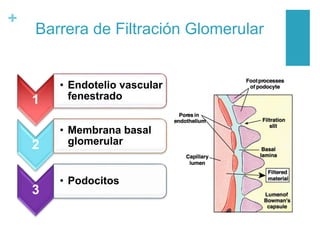 +
Barrera de Filtración Glomerular
1
• Endotelio vascular
fenestrado
2
• Membrana basal
glomerular
3
• Podocitos
 