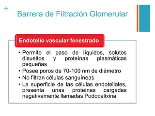 +
Barrera de Filtración Glomerular
• Permite el paso de líquidos, solutos
disueltos y proteínas plasmáticas
pequeñas
• Posee poros de 70-100 nm de diámetro
• No filtran células sanguíneas
• La superficie de las células endoteliales,
presenta unas proteínas cargadas
negativamente llamadas Podocalixina
Endotelio vascular fenestrado
 