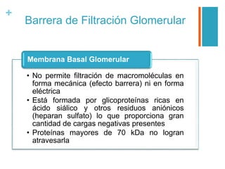 +
Barrera de Filtración Glomerular
• No permite filtración de macromoléculas en
forma mecánica (efecto barrera) ni en forma
eléctrica
• Está formada por glicoproteínas ricas en
ácido siálico y otros residuos aniónicos
(heparan sulfato) lo que proporciona gran
cantidad de cargas negativas presentes
• Proteínas mayores de 70 kDa no logran
atravesarla
Membrana Basal Glomerular
 