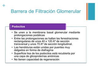 +
Barrera de Filtración Glomerular
• Se unen a la membrana basal glomerular mediante
prolongaciones podálicas
• Entre las prolongaciones se hallan las fenestraciones
rectangulares de unos 40 x 120 Aº de sección
transversal y unos 70 Aº de sección longitudinal.
• Las hendiduras están unidas por puentes muy
delgados en forma de diafragma
• Superficie lisa de los podocitos está recubierta por
una capa de glicoproteínas aniónicas
• No tienen capacidad de regeneración
Podocitos
 