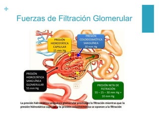 +
Fuerzas de Filtración Glomerular
 