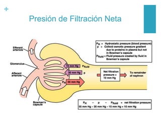 +
Presión de Filtración Neta
 