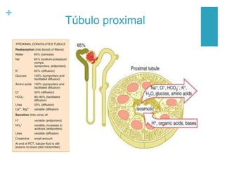 +
Túbulo proximal
 