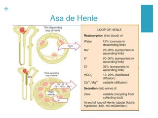 +
Asa de Henle
 
