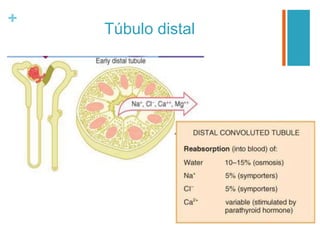 +
Túbulo distal
 