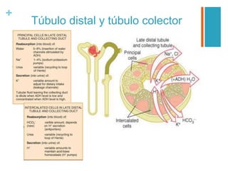 +
Túbulo distal y túbulo colector
 