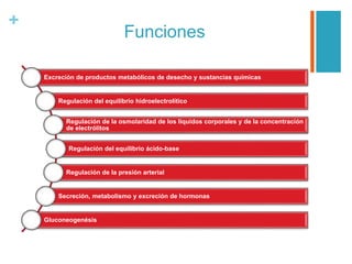 +
Funciones
Excreción de productos metabólicos de desecho y sustancias químicas
Regulación del equilibrio hidroelectrolítico
Regulación de la osmolaridad de los líquidos corporales y de la concentración
de electrólitos
Regulación del equilibrio ácido-base
Regulación de la presión arterial
Secreción, metabolismo y excreción de hormonas
Gluconeogenésis
 