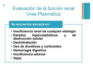 +
Evaluación de la función renal
Urea Plasmática
• Insuficiencia renal de cualquier etiología
• Estados hipercatabólicos y de
destrucción celular
• Deshidratación
• Uso de diuréticos y corticoides
• Hemorragia digestiva
• Insuficiencia adrenal
• Vejez
Se encuentra elevada en:
 