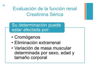 +
Evaluación de la función renal
Creatinina Sérica
• Cromógenos
• Eliminación extrarrenal
• Variación de masa muscular
determinada por sexo, edad y
tamaño corporal
Su determinación puede
estar afectada por:
 
