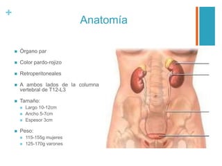 +
Anatomía
 Órgano par
 Color pardo-rojizo
 Retroperitoneales
 A ambos lados de la columna
vertebral de T12-L3
 Tamaño:
 Largo 10-12cm
 Ancho 5-7cm
 Espesor 3cm
 Peso:
 115-155g mujeres
 125-170g varones
 