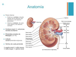 +
Anatomía
 Parte interna:
 Externa o corteza, situada
debajo de la cápsula rojo-
parduzca y de aspecto
granuloso
 Interna o médula: de color
más pálido y de aspecto
estriado
 Corteza renal  columnas
renales de Bertin
 Pirámides renales de
Malpighi (12-18)
 Lóbulo
renal=pirámide+columna
 Vértice de cada pirámide
 papila renal  cáliz menor
 cáliz mayor  pelvis renal
 