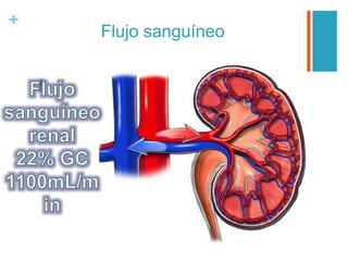 +
Flujo sanguíneo
 