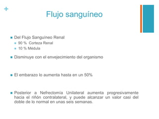 +
Flujo sanguíneo
 Del Flujo Sanguíneo Renal
 90 % Corteza Renal
 10 % Médula
 Disminuye con el envejecimiento del organismo
 El embarazo lo aumenta hasta en un 50%
 Posterior a Nefrectomía Unilateral aumenta progresivamente
hacia el riñón contralateral, y puede alcanzar un valor casi del
doble de lo normal en unas seis semanas.
 