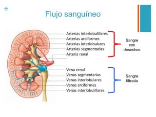 +
Flujo sanguíneo
Sangre
con
desechos
Sangre
filtrada
 