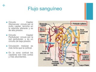 +
Flujo sanguíneo
 Circuito Capilar
Glomerular: circula por el
ovillo capilar, termina en
la arteriola eferente y es
de alta presión.
 Circuito Capilar
Peritubular: circula por la
red peritubular, y es un
circuito de baja presión.
 Circulación medular es
más lenta que la cortical.
 En la zona cortical los
capilares son más cortos
y más abundantes.
 